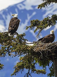 Tout est calme dans les hauteurs