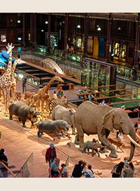 Voyage à la galerie de l'évolution