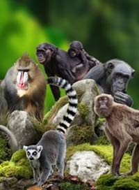 La vallee des singes